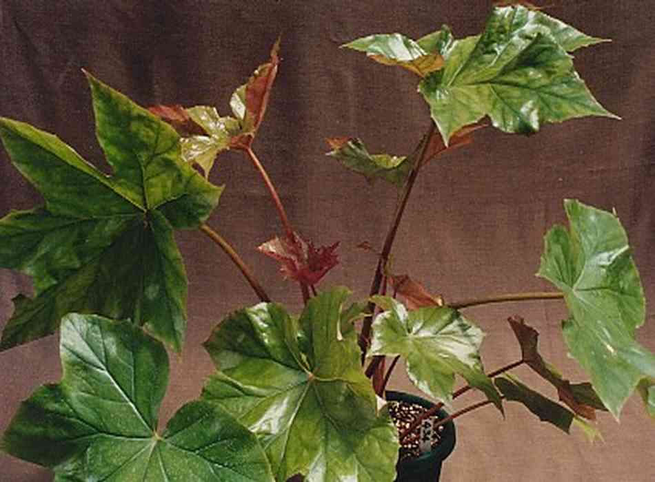 B. ‘Ben’